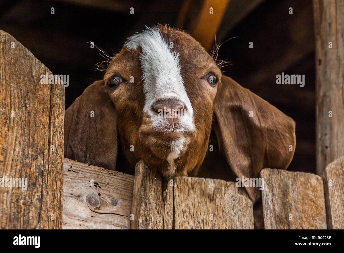 Testa di una capra marrone guardando sopra un cancello in legno. Foto Stock