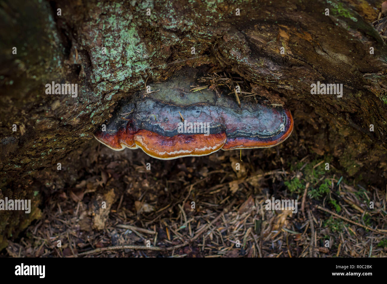 Funghi unico chiamato red belted conk / Fomitopsis pinicola Foto Stock