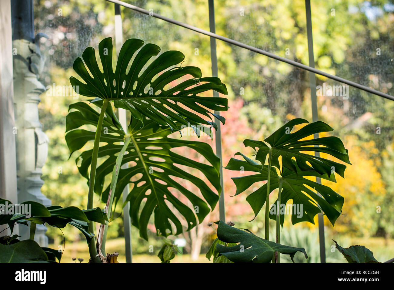 Foglie di monstera deliciosa in casa verde in giardino botanico Jevremovac, Belgrado, Serbia Foto Stock