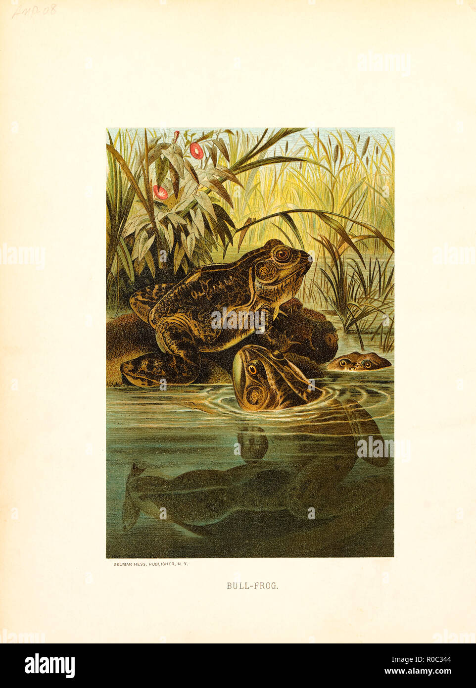 Bull-Frog, Selmar Premere Editore, NY, 1898 Foto Stock