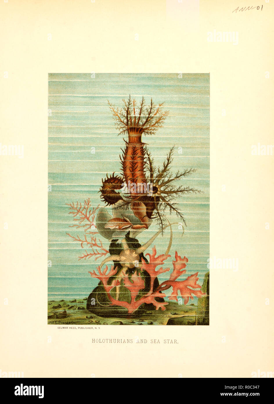 Holothurians e stelle di mare, Selmar Premere Editore, NY, 1898 Foto Stock
