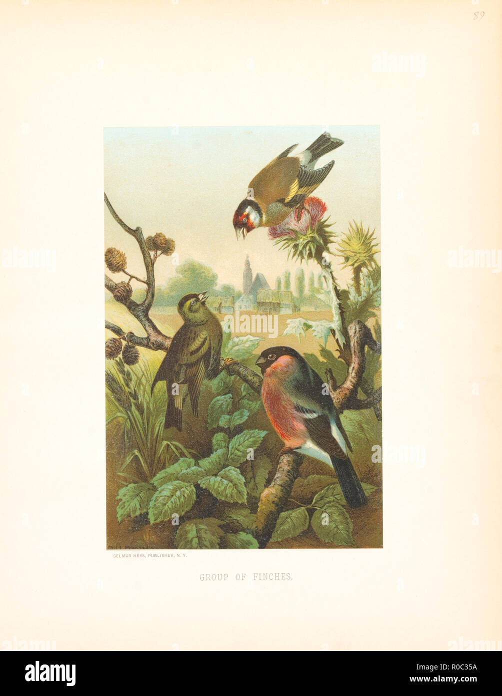 Gruppo di fringuelli, Selmar Premere Editore, NY, 1898 Foto Stock