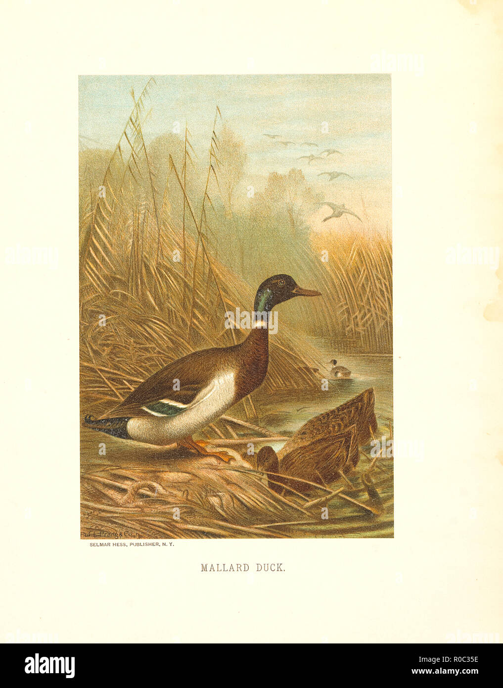 Mallard Duck, Selmar Premere Editore, NY, 1898 Foto Stock