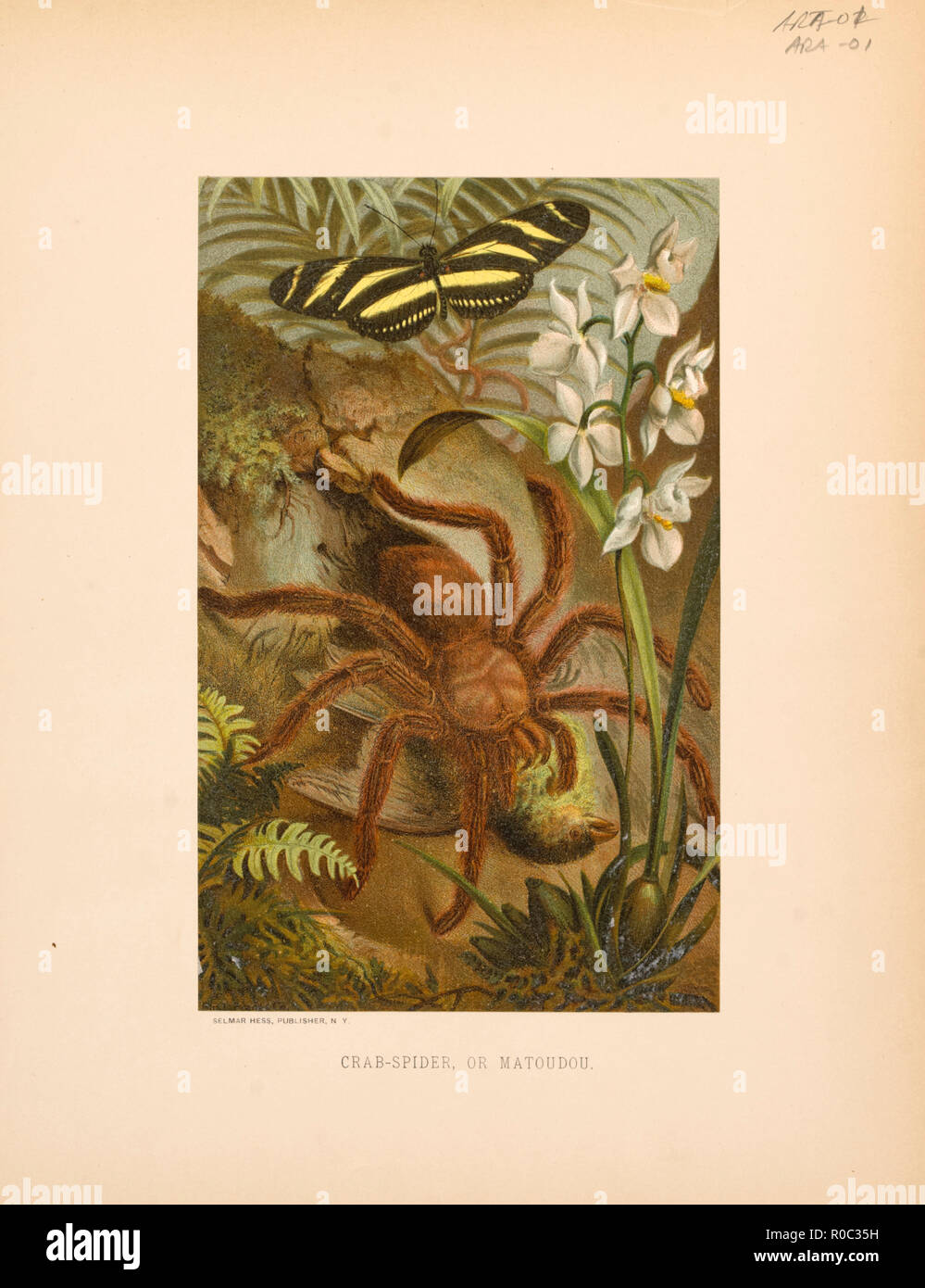 Crab-Spider o Matoudou, Selmar Premere Editore, NY, 1898 Foto Stock