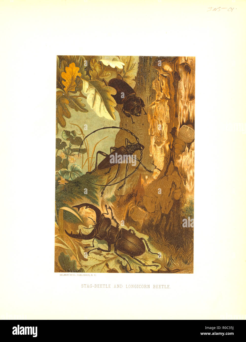 E Stag-Beetle Longicorn Beetle, Selmar Premere Editore, NY, 1898 Foto Stock
