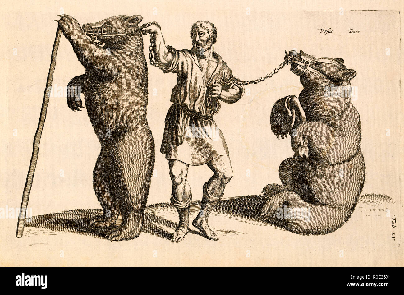 Ursus, Baer (l'orso), scheda LV., Historia Naturalis, De Quadrupedibus, John Jonston, Amsterdam, piastra di rame incisione, c. 1650 Foto Stock