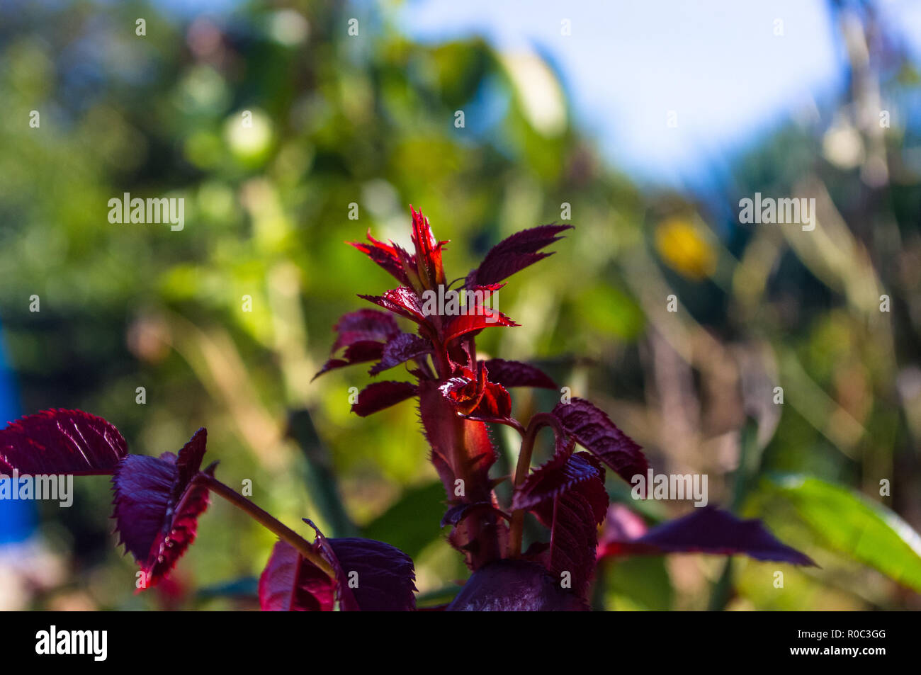 Foglie rosse Rose su sfondo verde. La natura. Foto Stock