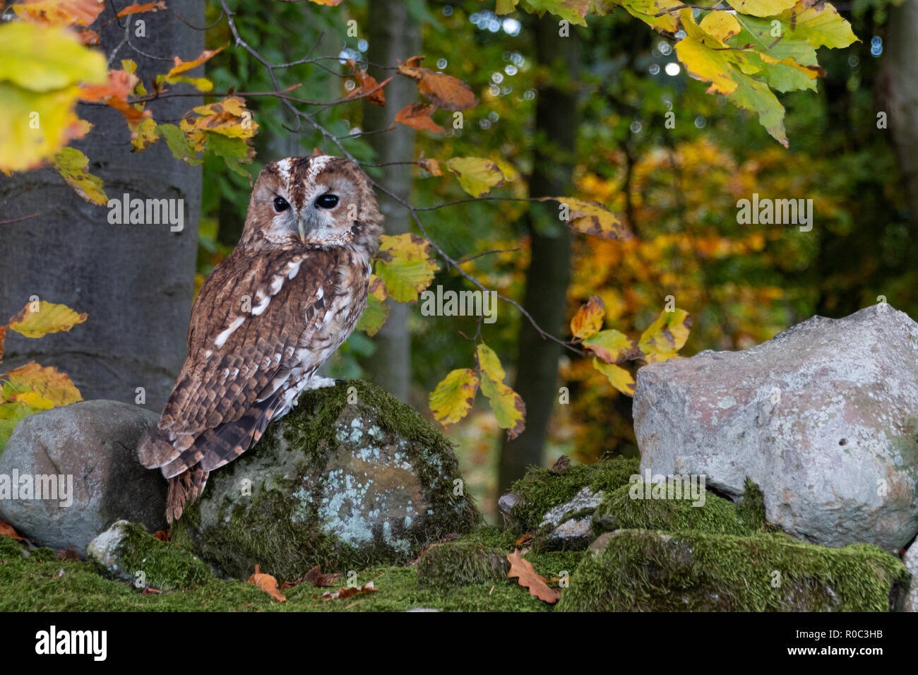 Allocco Brown Owl Strix aluco Foto Stock