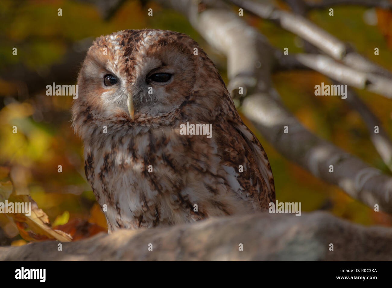 Allocco Brown Owl Strix aluco Foto Stock