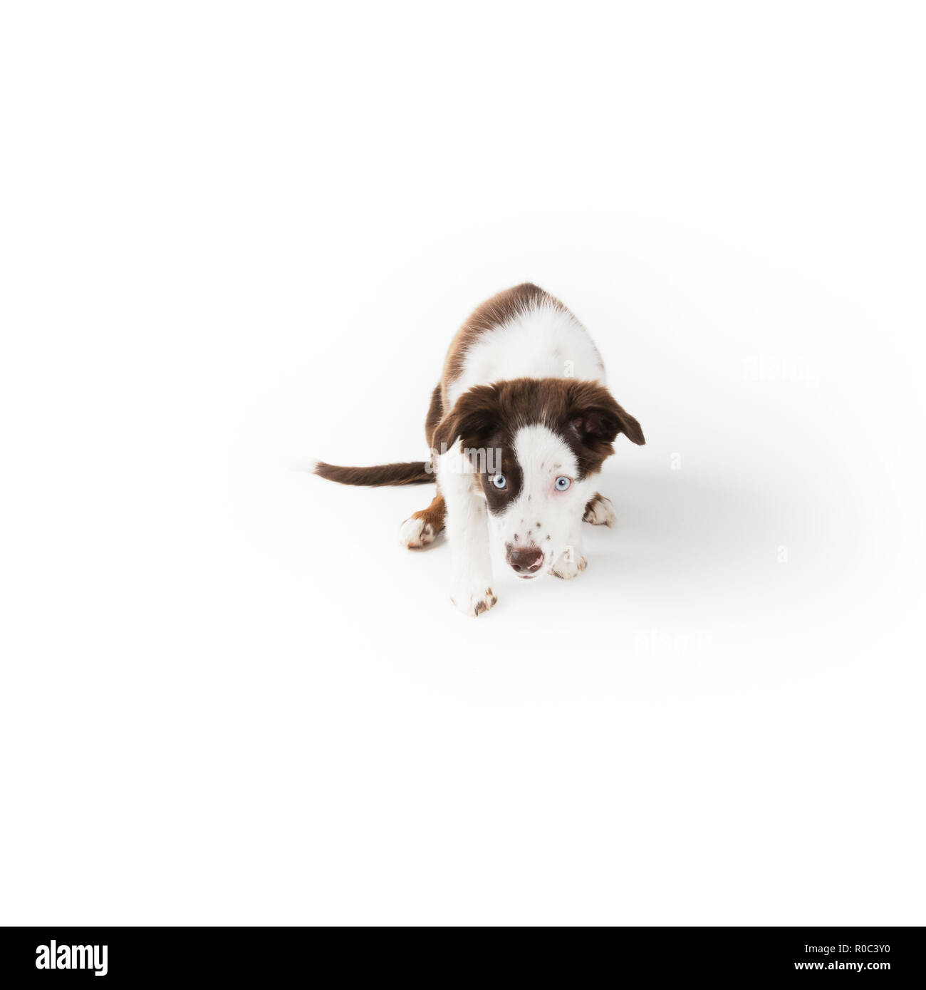 Carino mismarked red tri miniatura pastore australiano cucciolo isolato su bianco. Foto Stock