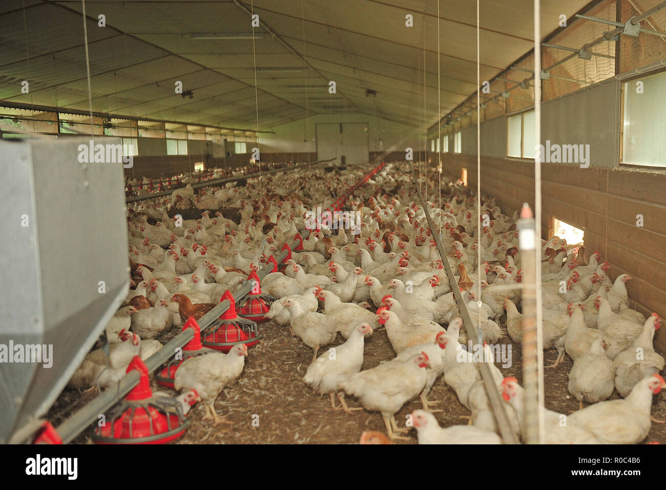 Intensivo di allevamento di pollo Foto Stock