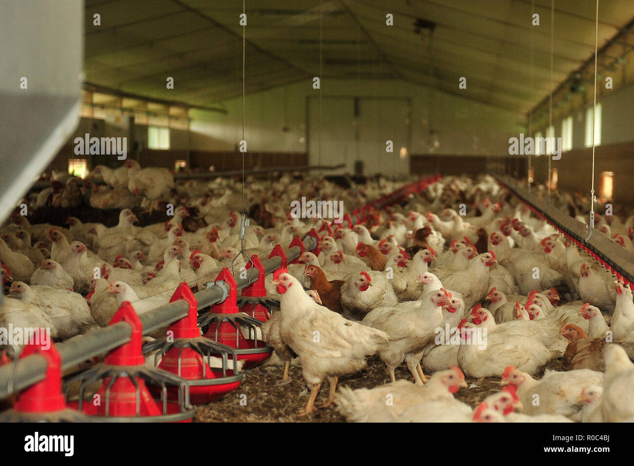 Intensivo di allevamento di pollo Foto Stock