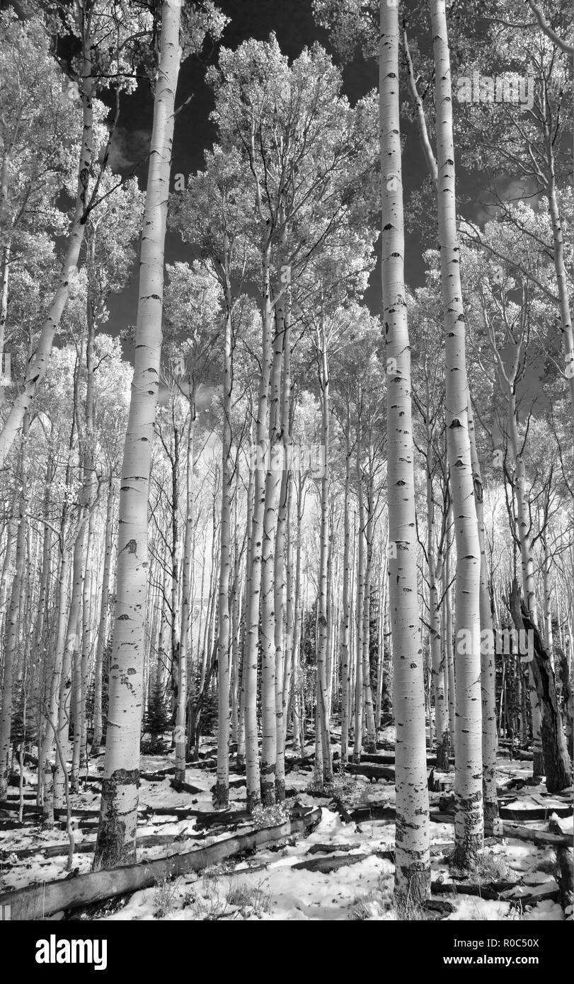 Modifica di Aspen - Southern Utah Montagne Foto Stock