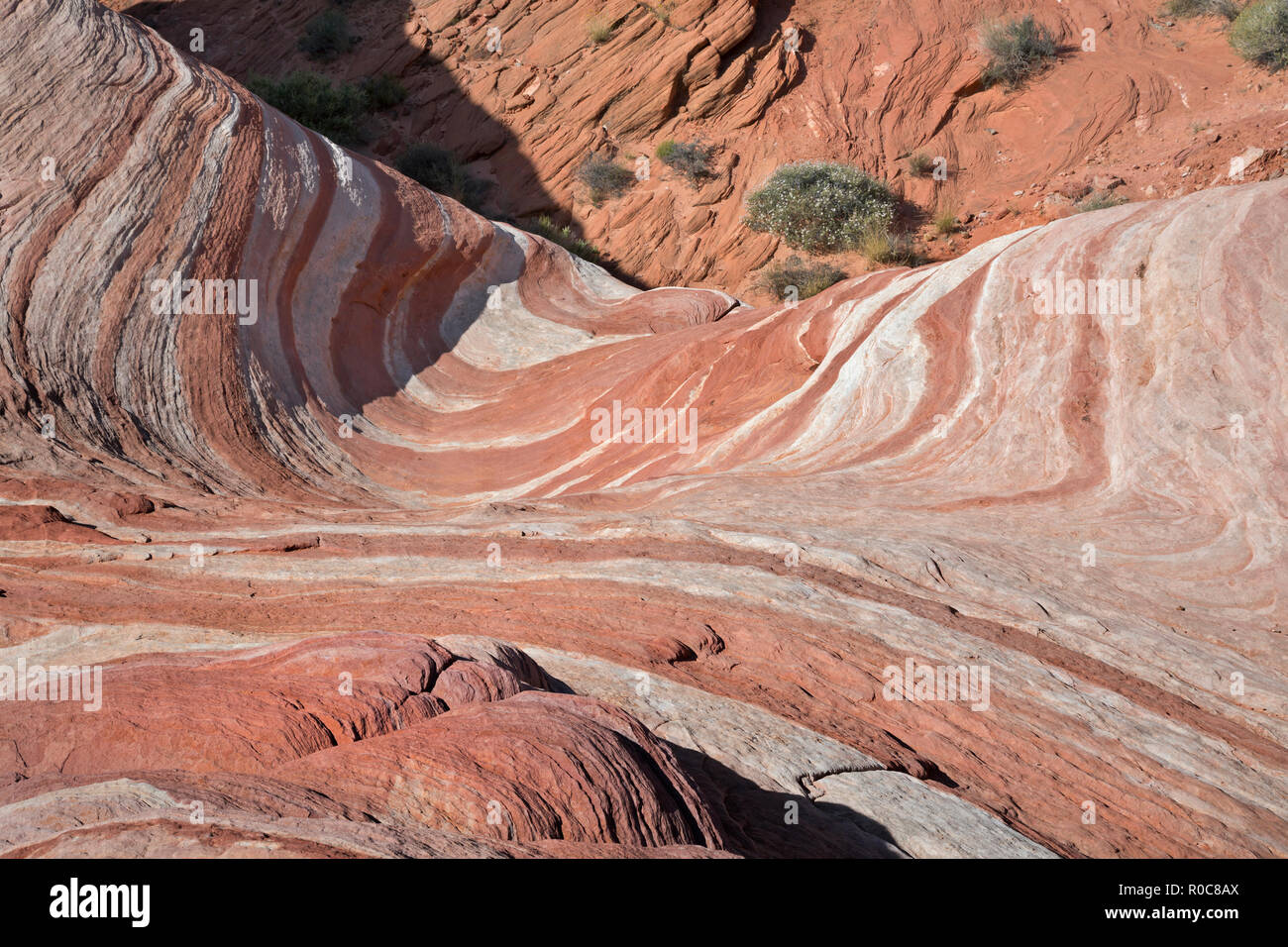 NV00090-00...NEVADA - multi colore strati di pietra arenaria creando l'onda di fuoco nella Valle del Fuoco parco dello stato. Foto Stock