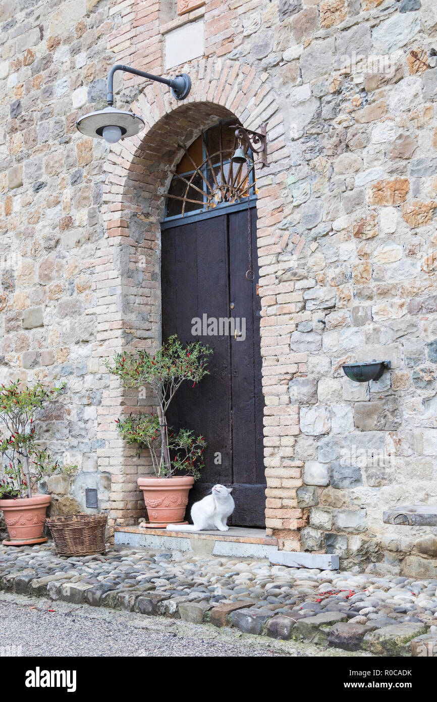 Beauty farm cat meowing alla porta Foto Stock