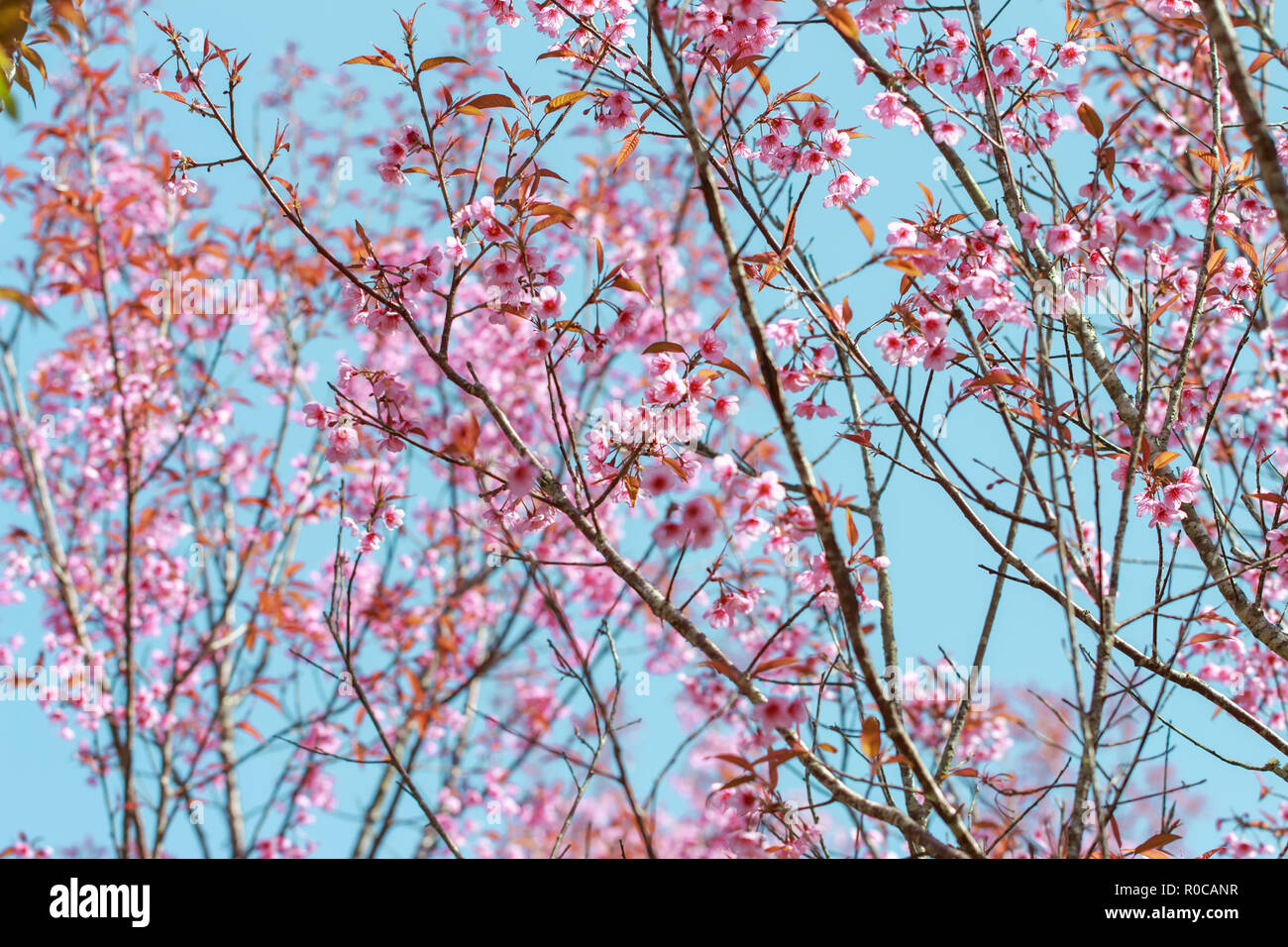 Wild Himalayan fiori di ciliegio in primavera (Prunus cerasoides), Sakura in Thailandia, il fuoco selettivo Phu Lom Lo, Loei, Thailandia. Foto Stock