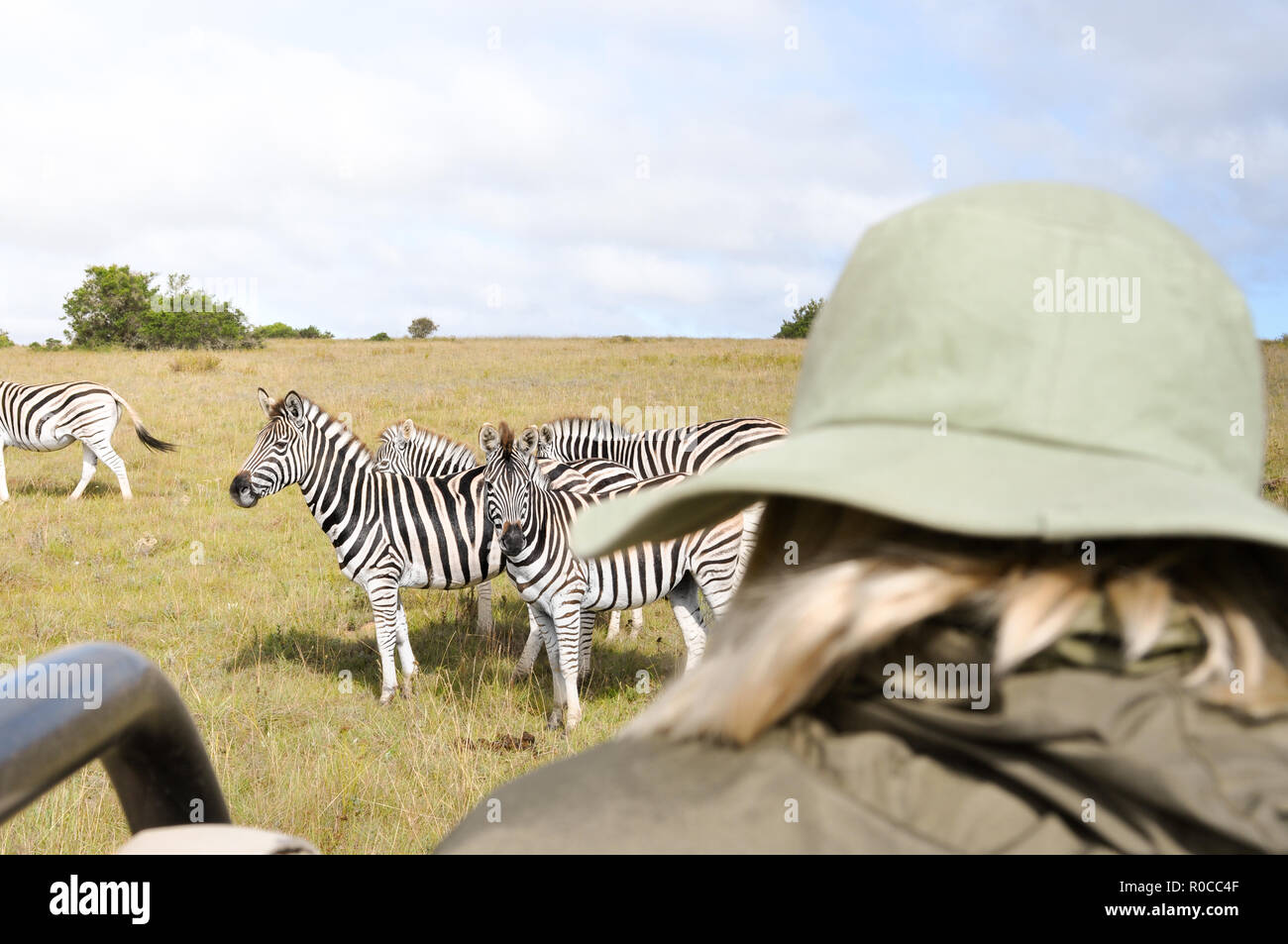 Donna in safari africano a guardare e scattare foto di zebre e di altri animali selvatici a sunrise. Close-up shot con un caloroso e autentico momento. Foto Stock