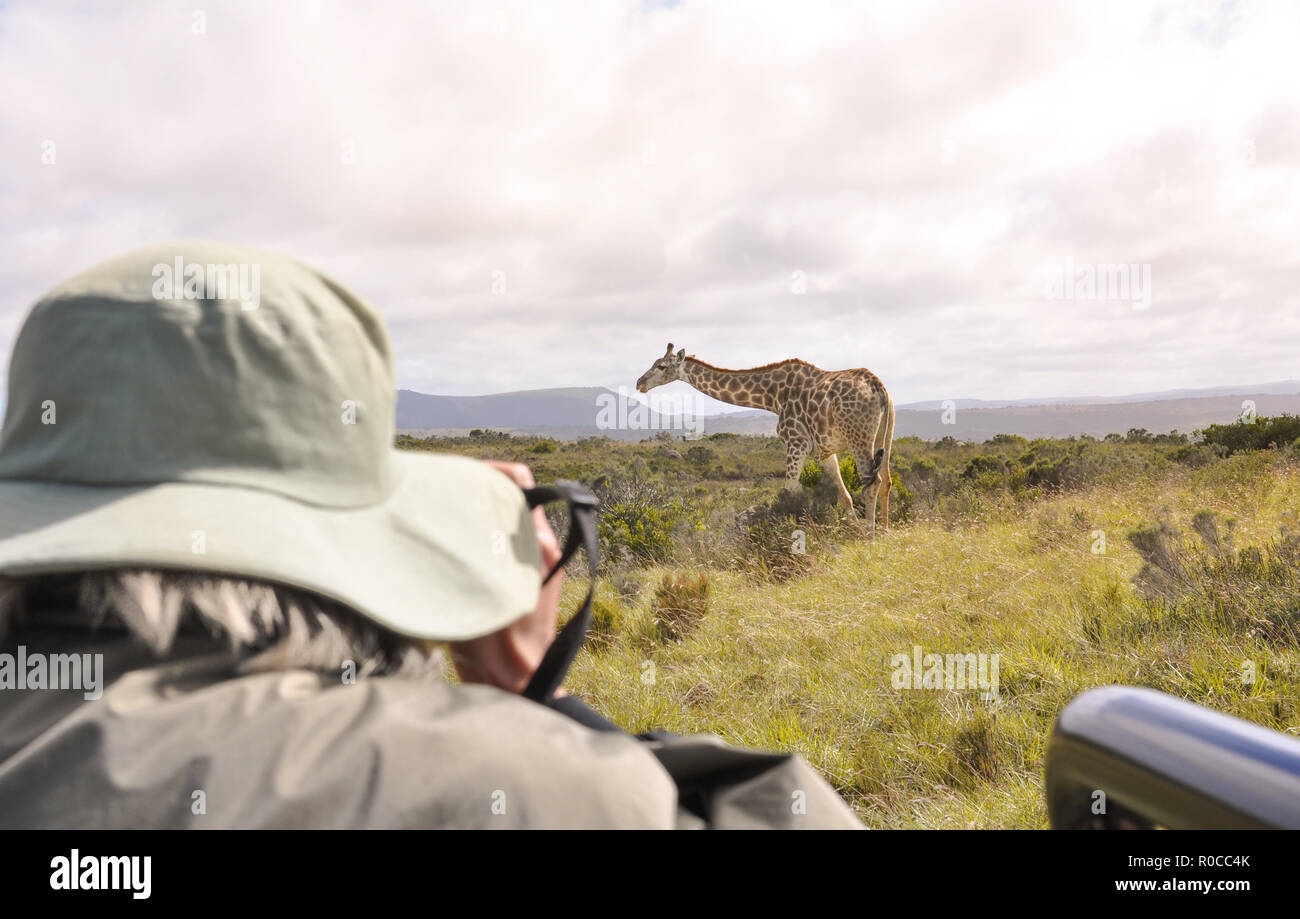 Donna di scattare le foto di una giraffa in un safari tour in Sud Africa durante un caldo sunrise. Viaggi safari in questo momento. Foto Stock