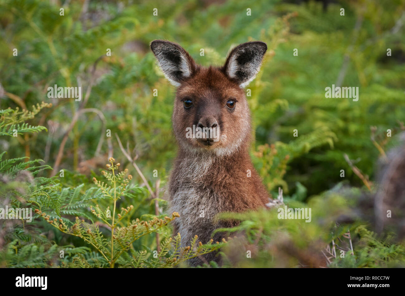 Il grigio occidentale Canguro è grandi specie, che vivono per la maggior parte nella parte meridionale dell'Australia. Foto Stock