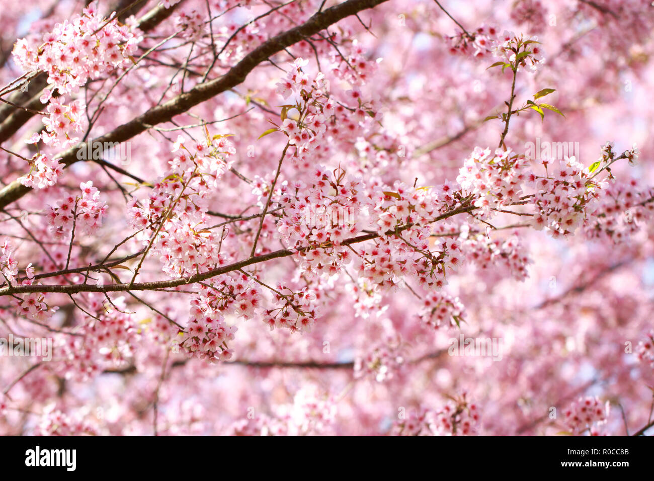 Wild Himalayan fiori di ciliegio in primavera (Prunus cerasoides), Sakura in Thailandia, il fuoco selettivo Phu Lom Lo, Loei, Thailandia. Foto Stock