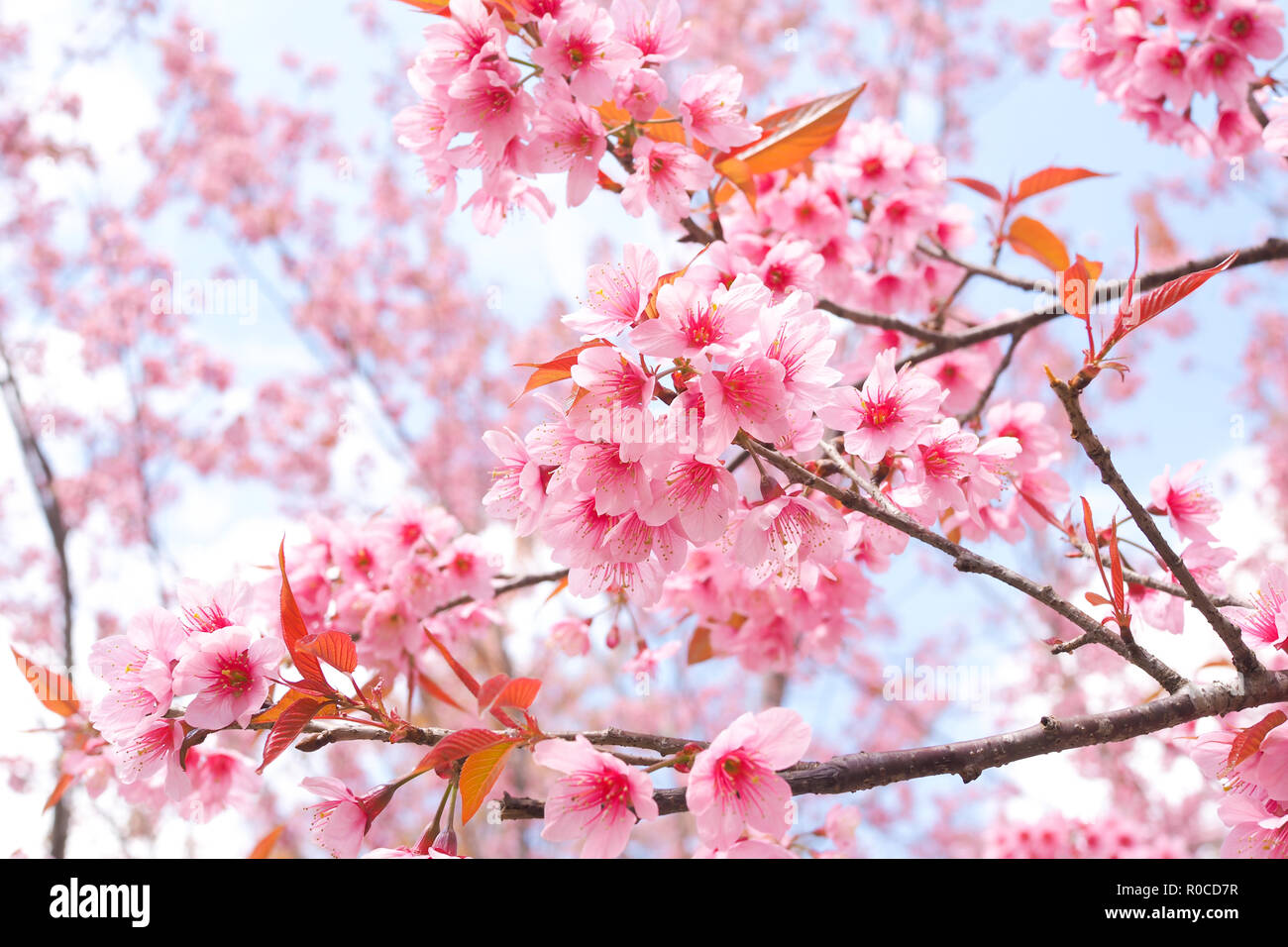Di un bel colore rosa Sakura Fiore, Wild Himalayan fiori di ciliegio in primavera Foto Stock