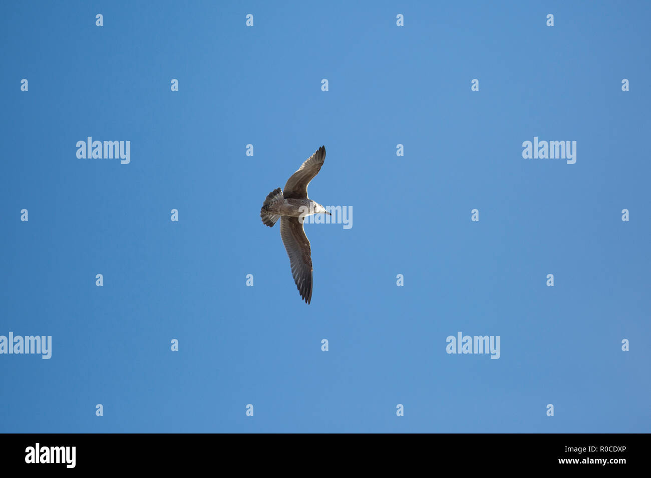 Seagull volando sopra la testa contro un luminoso blu chiaro cielo sereno Foto Stock