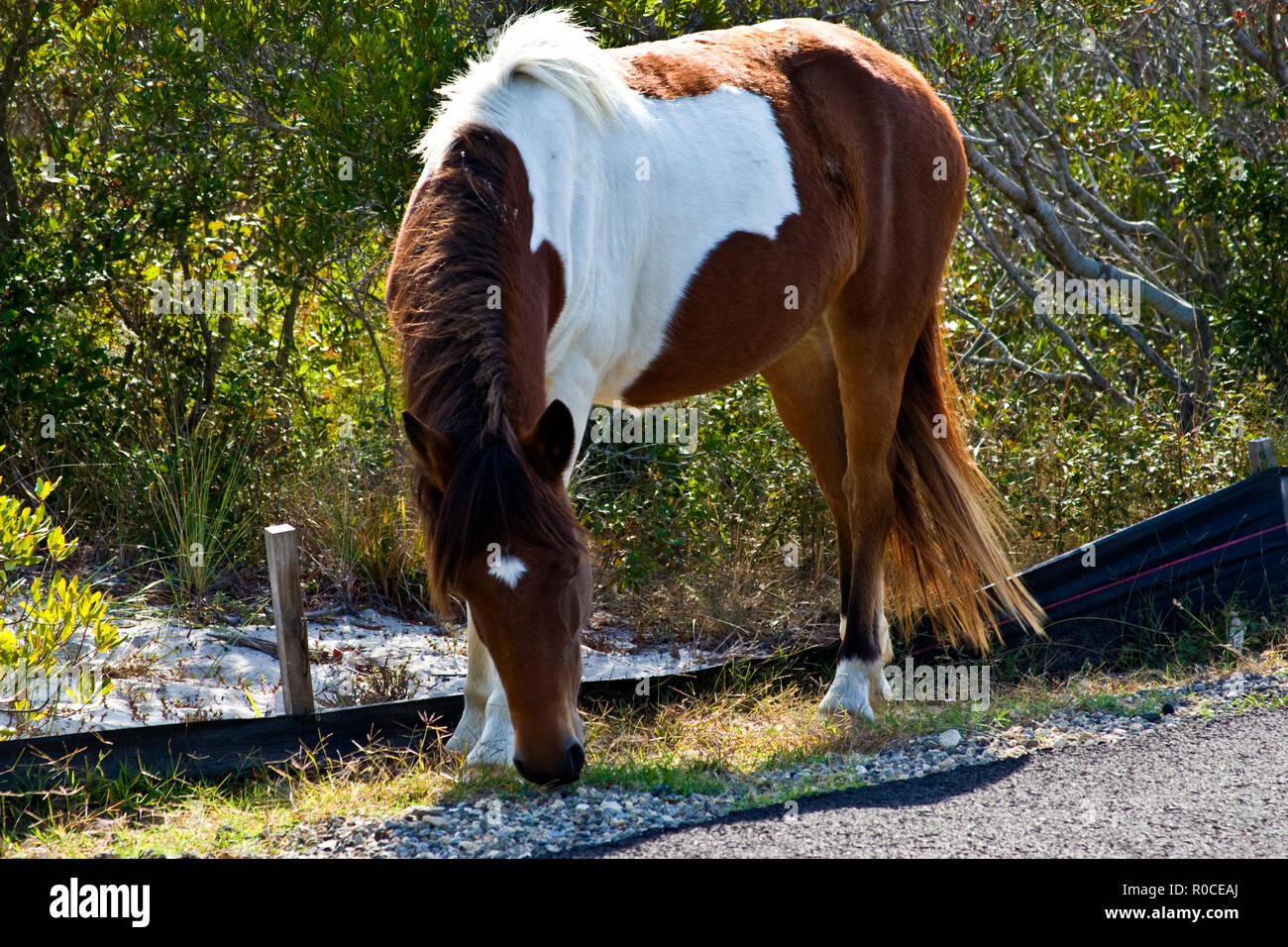 Wild Horses free roaming vicino alle coste. Marrone e marrone e bianco. Foto Stock