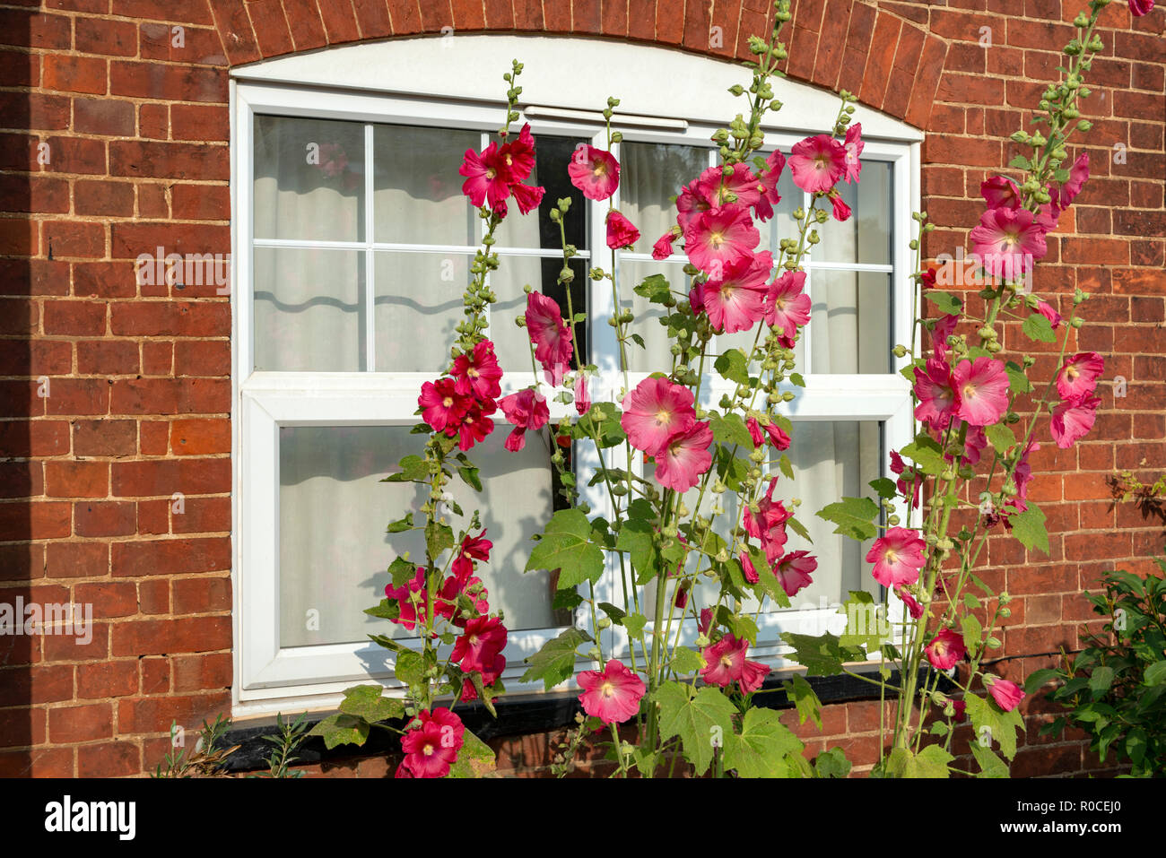 Hollyhocks crescendo in un giardino frontale Foto Stock