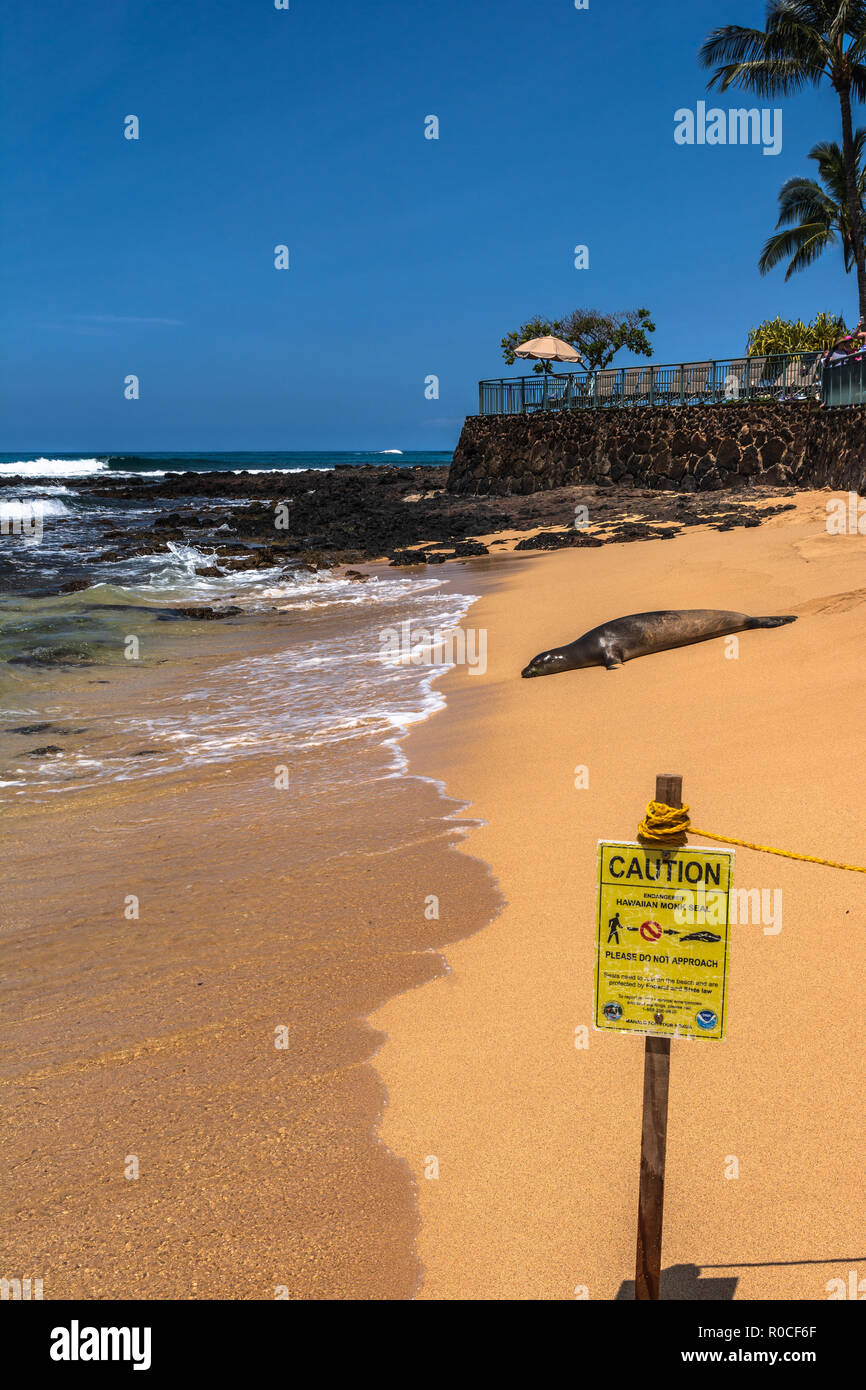 Hawaiian Foca Monaca in appoggio sulla sabbia presso Poipu Beach, Kauai, Hawaii Foto Stock