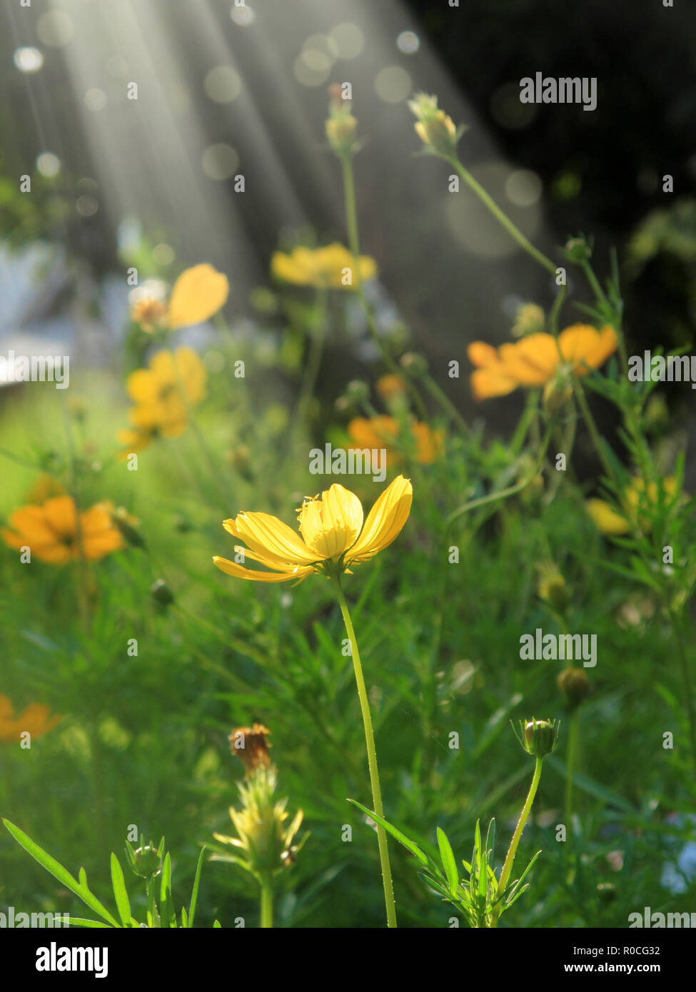 Chiudere giallo daisy famiglia fiori in primavera nel giardino con fascio luminoso Foto Stock