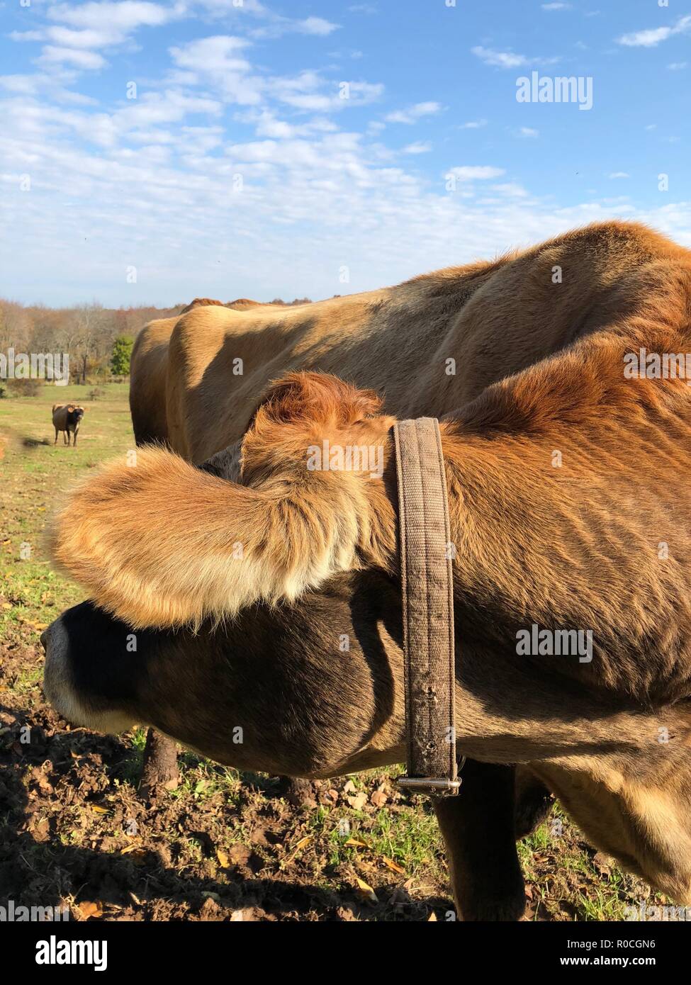 Jersey di mucca e di mandria di mucche in pascolo organico nel New England in autunno con la caduta delle foglie e cielo blu Foto Stock