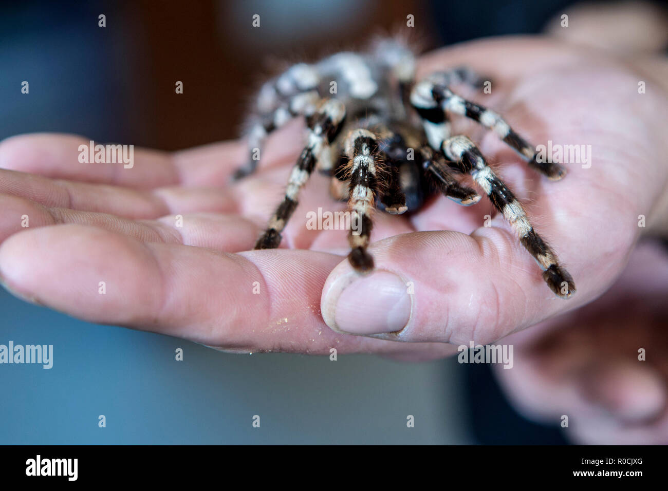 Tarantula in mani albergatori Foto Stock