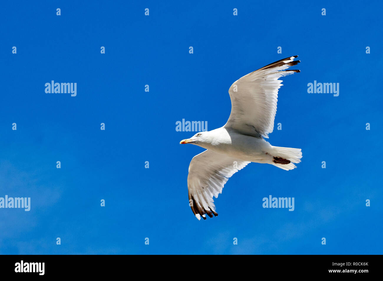 Seagull battenti con blue sky backgroun Foto Stock