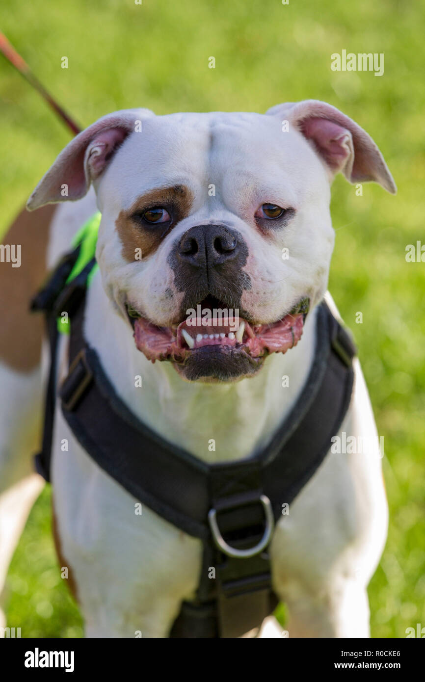 Incroci di bulldog con occhio patch Foto Stock