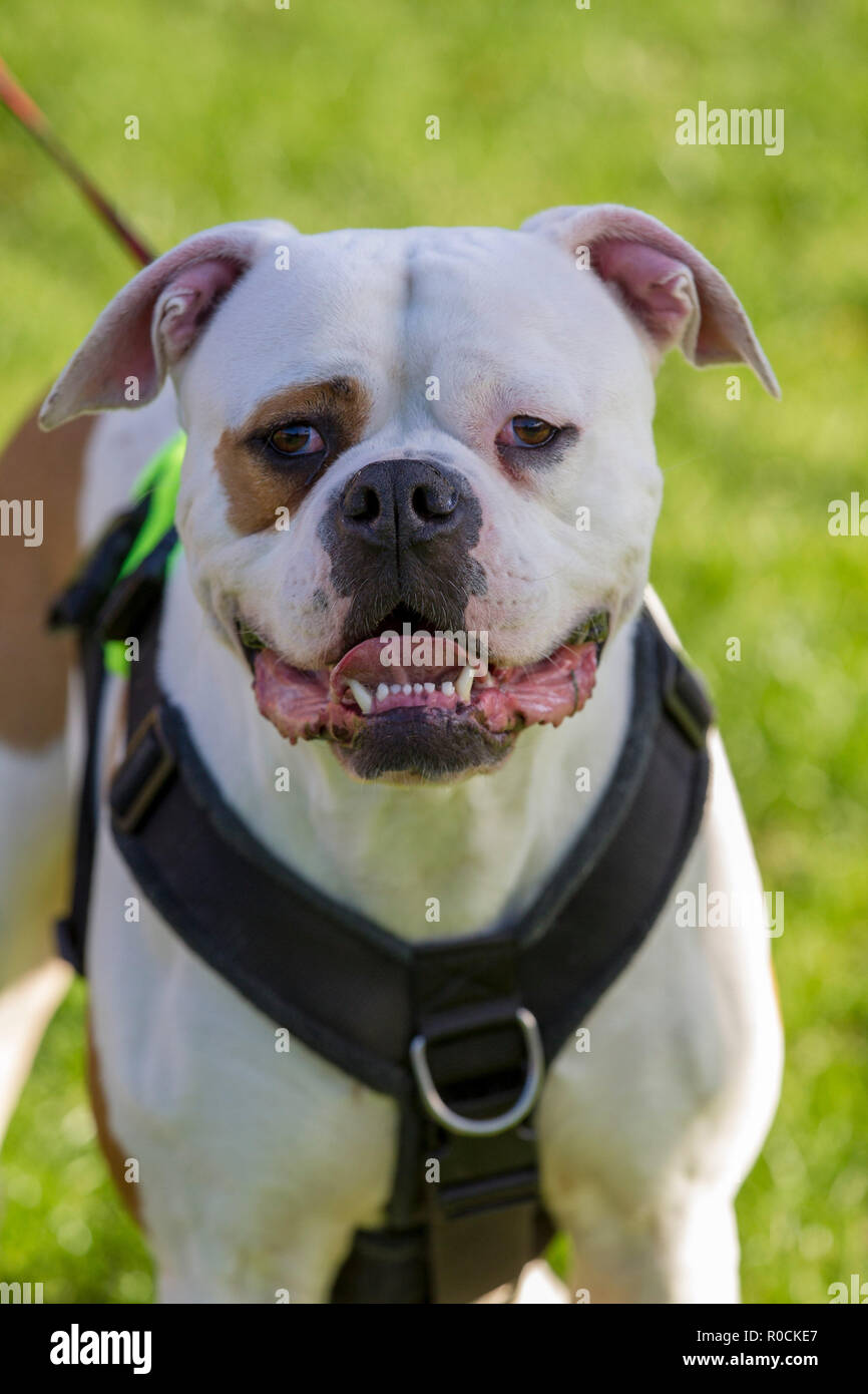 Incroci di bulldog con occhio patch Foto Stock