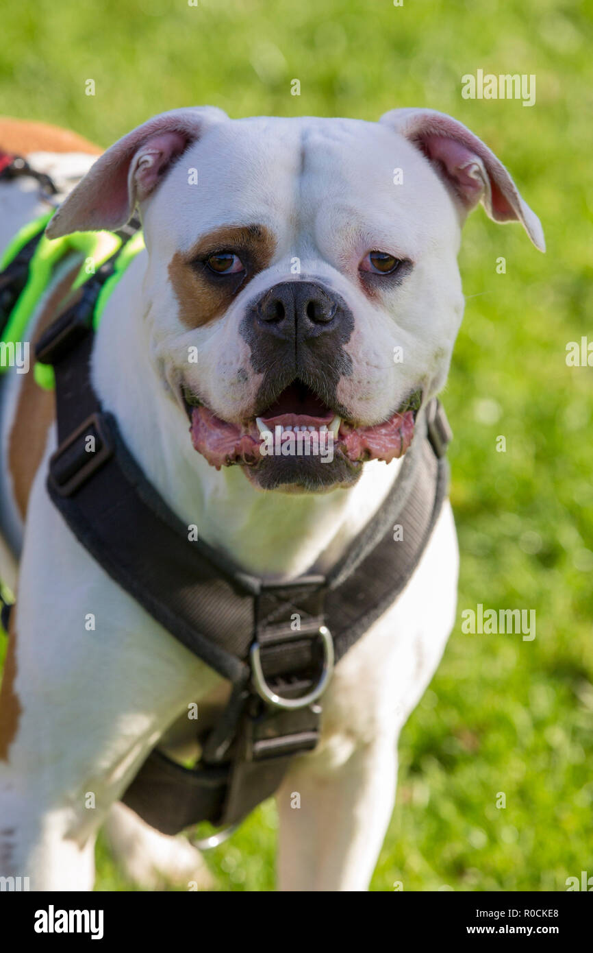 Incroci di bulldog con occhio patch Foto Stock