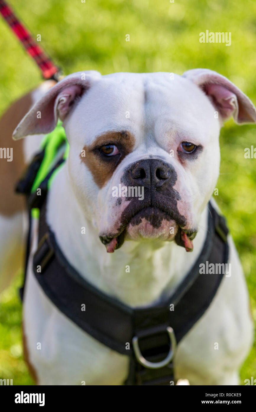 Incroci di bulldog con occhio patch Foto Stock