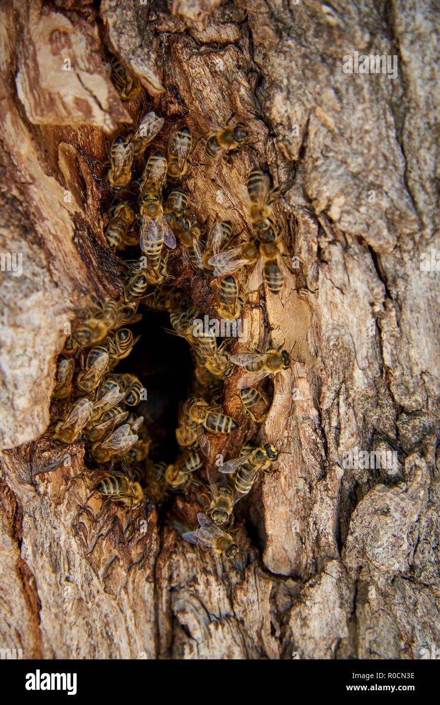 Le api raccolgono il miele in un alveare selvatico nel cavo di un albero. Foto Stock