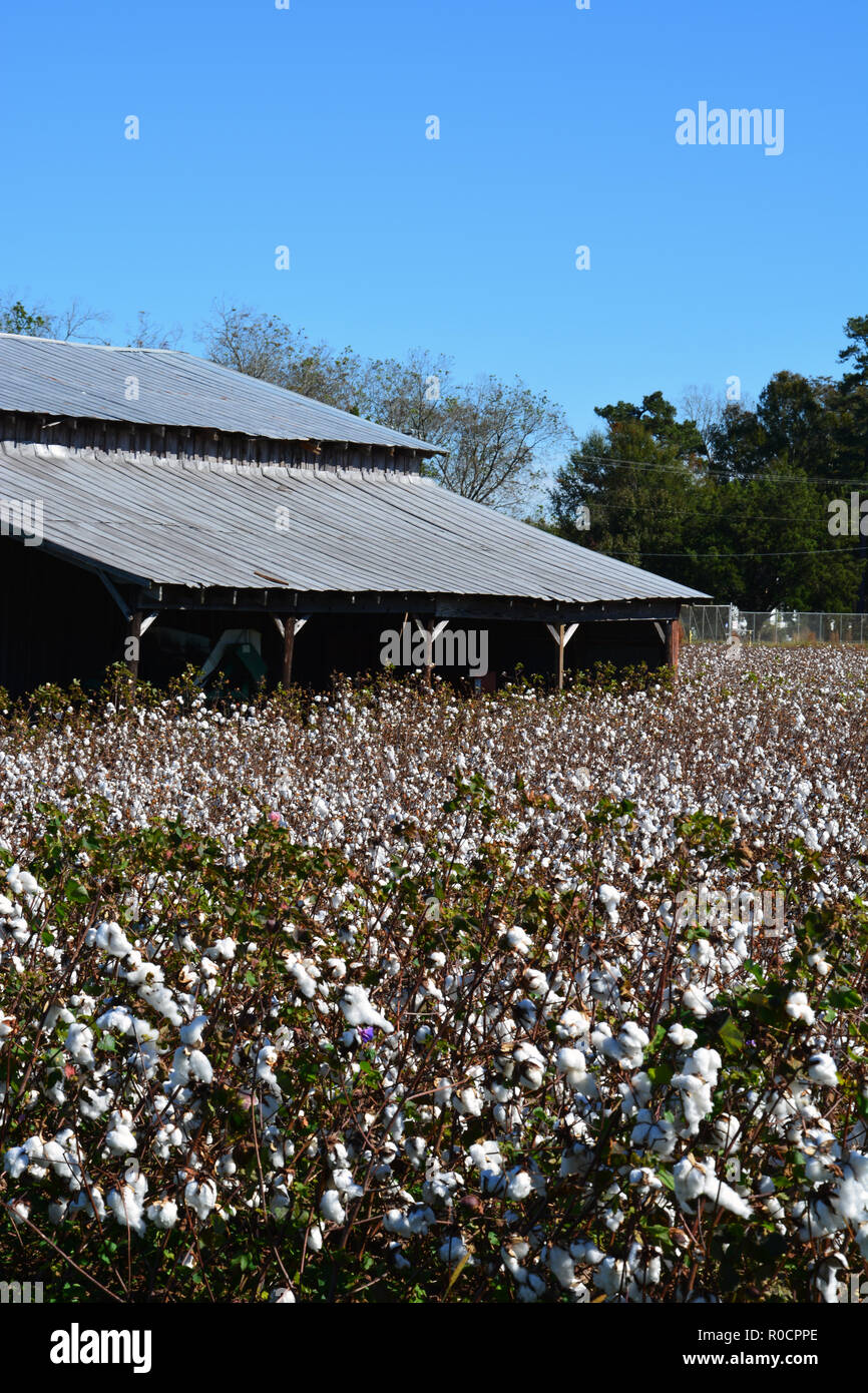 Un campo di cotone è pronto per raccolto lungo l'autostrada 64 in Martin County North Carolina. Foto Stock