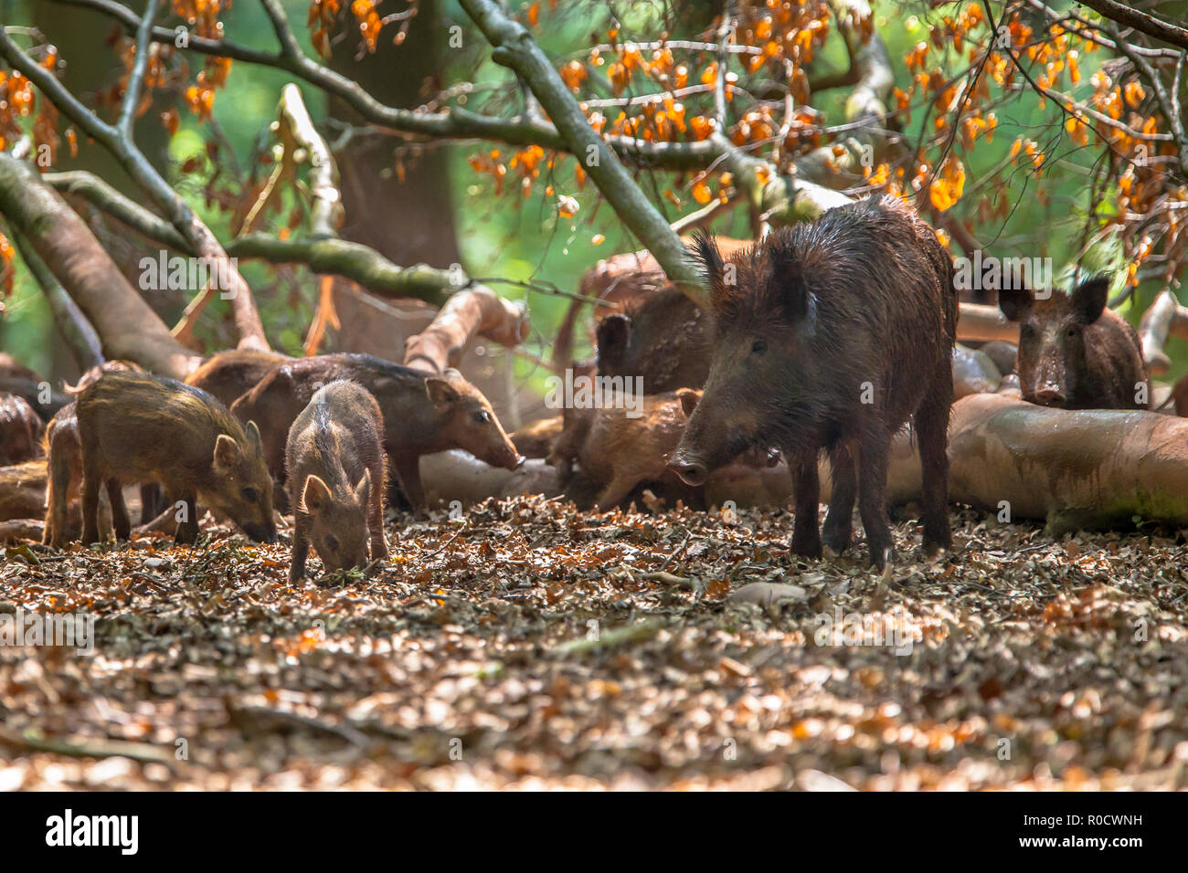 Famiglia di il cinghiale (Sus scrofa) prendersi cura della loro pelle su un albero caduto in una radura della foresta Foto Stock