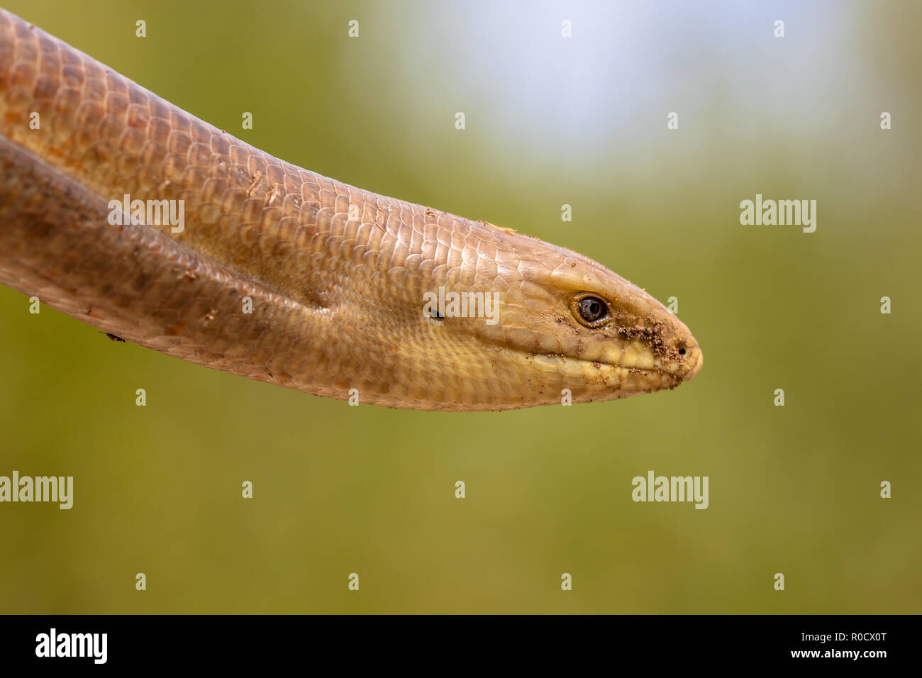Testa di rettile Sheltopusik, scheltopusik o unione legless lizard (Pseudopus apodus) è un grande vetro lucertola trovata dall'Europa meridionale a una centrale Foto Stock