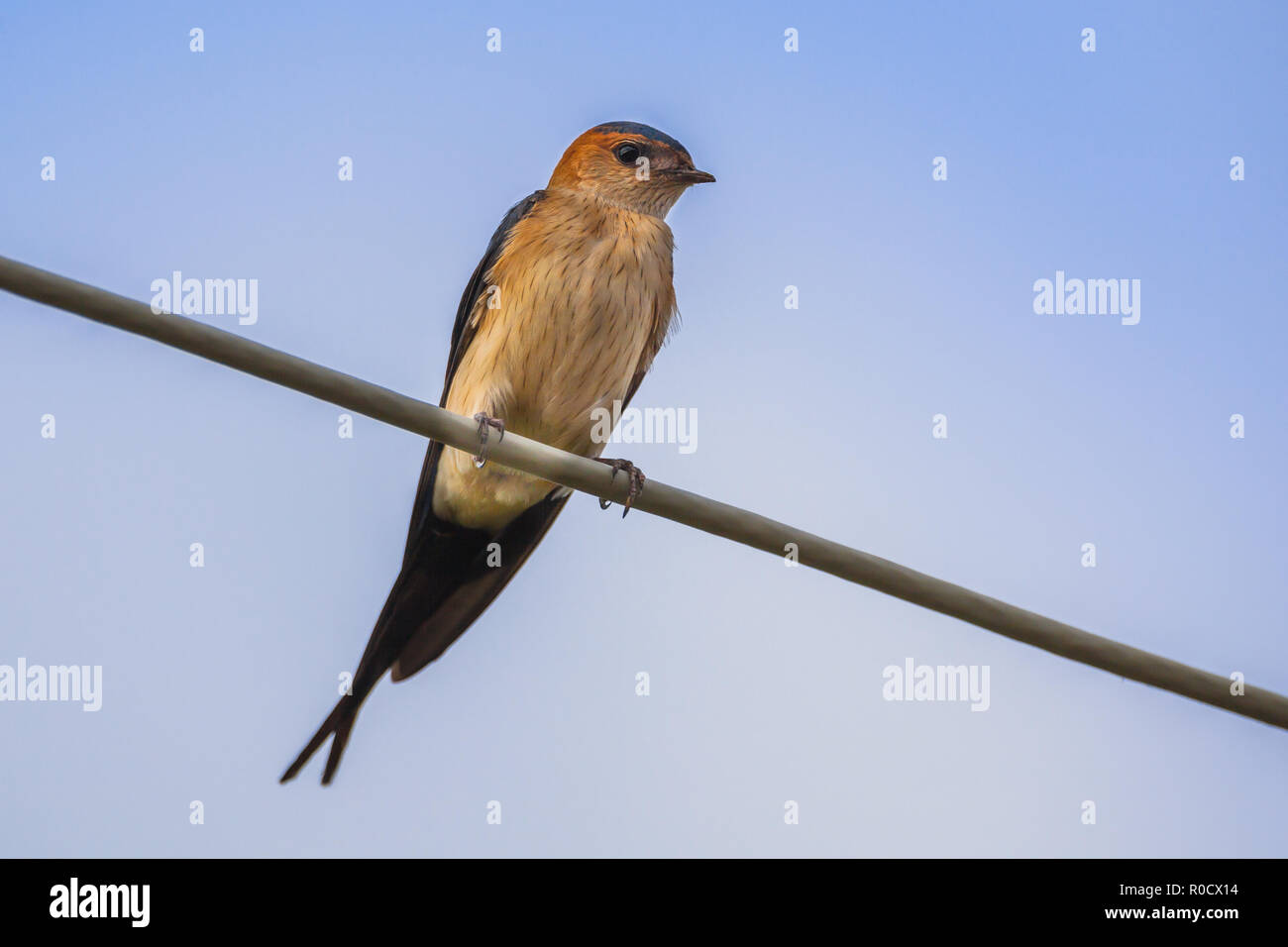 Rosso-rumped Swallow (Cecropis daurica) su una linea elettrica contro un cielo blu Foto Stock