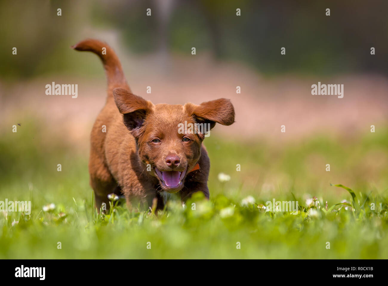 Grazioso cucciolo marrone acceso tramite l'erba in un prato del cortile Foto Stock