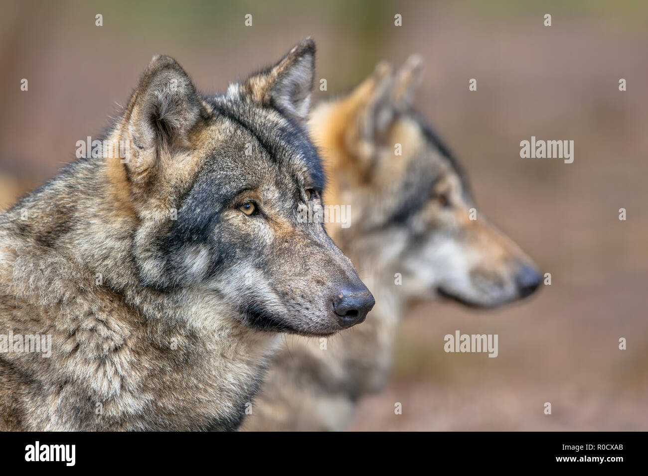 Due appoggi grigio eurasiatico Wolfs (Canis lupus lupus). Essa è la più specializzata gli stati del genere Canis, come dimostrato dalle sue caratteristiche morfologiche adapta Foto Stock