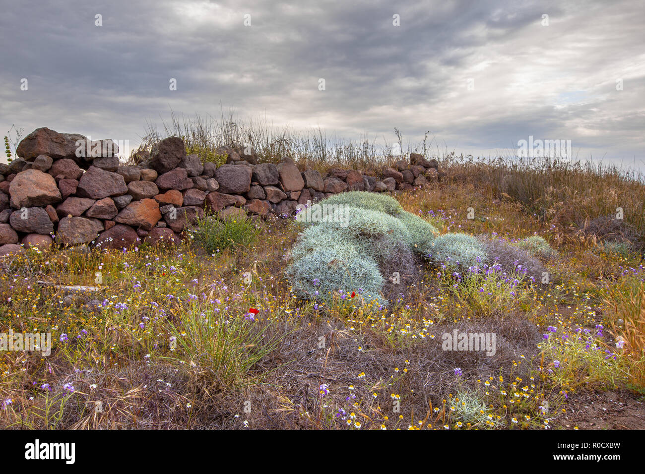 Vecchio rovinato parete di ciottoli paesaggio selvaggio con fiori e vegetazione come idea concetto per giardinaggio ecologico Foto Stock