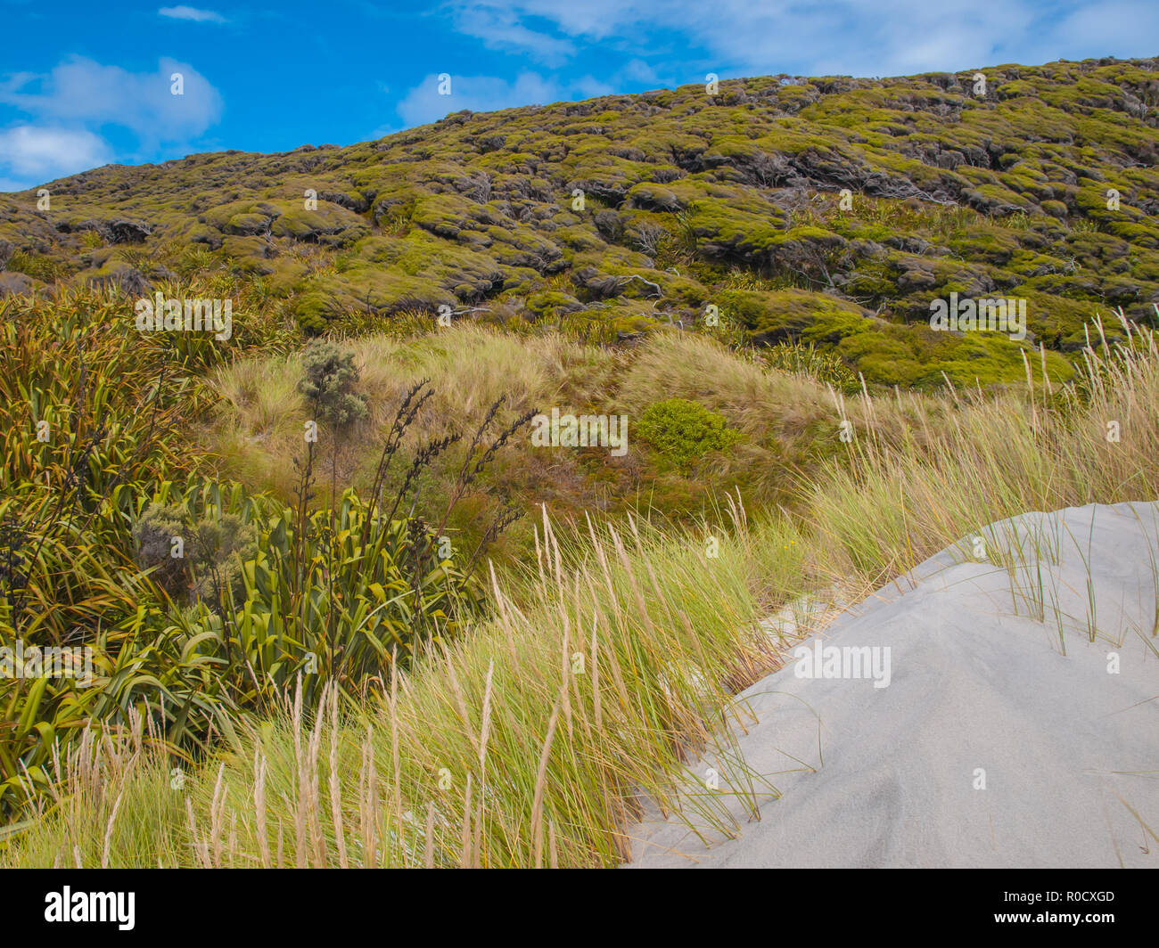 Diversi tipi di erba e vegetazione arbustiva a Wharariki Beach, Isola del nord, Nuova Zelanda Foto Stock