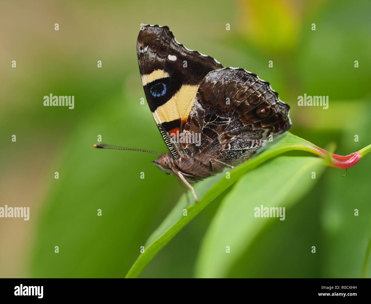 Bella Wild Butterfly - alimentazione su fiori Foto Stock