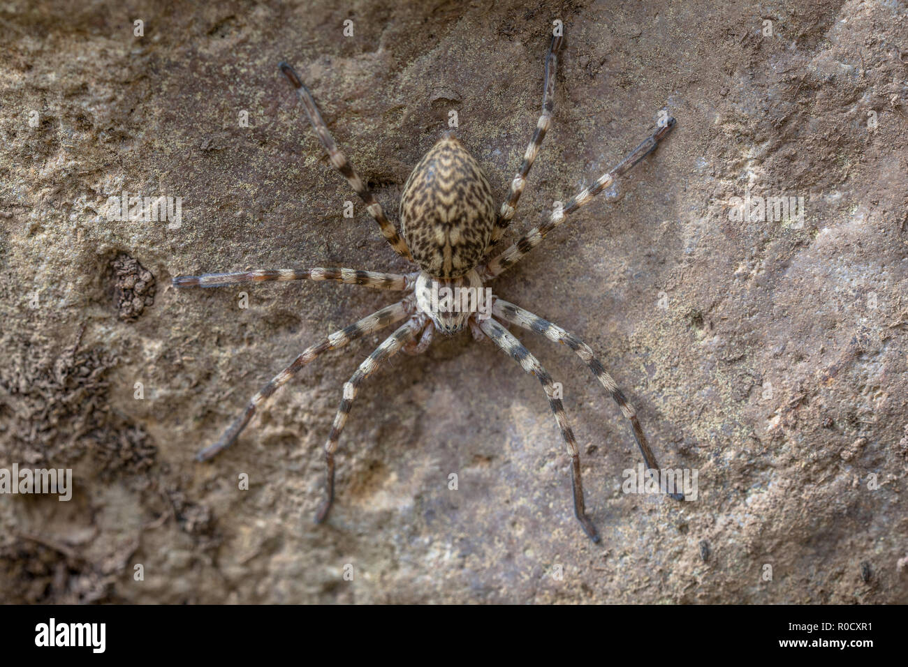 Huntsman spider (Eusparassus walckenaeri) si viene a trovare in tutto il Mediterraneo a Asia Foto Stock