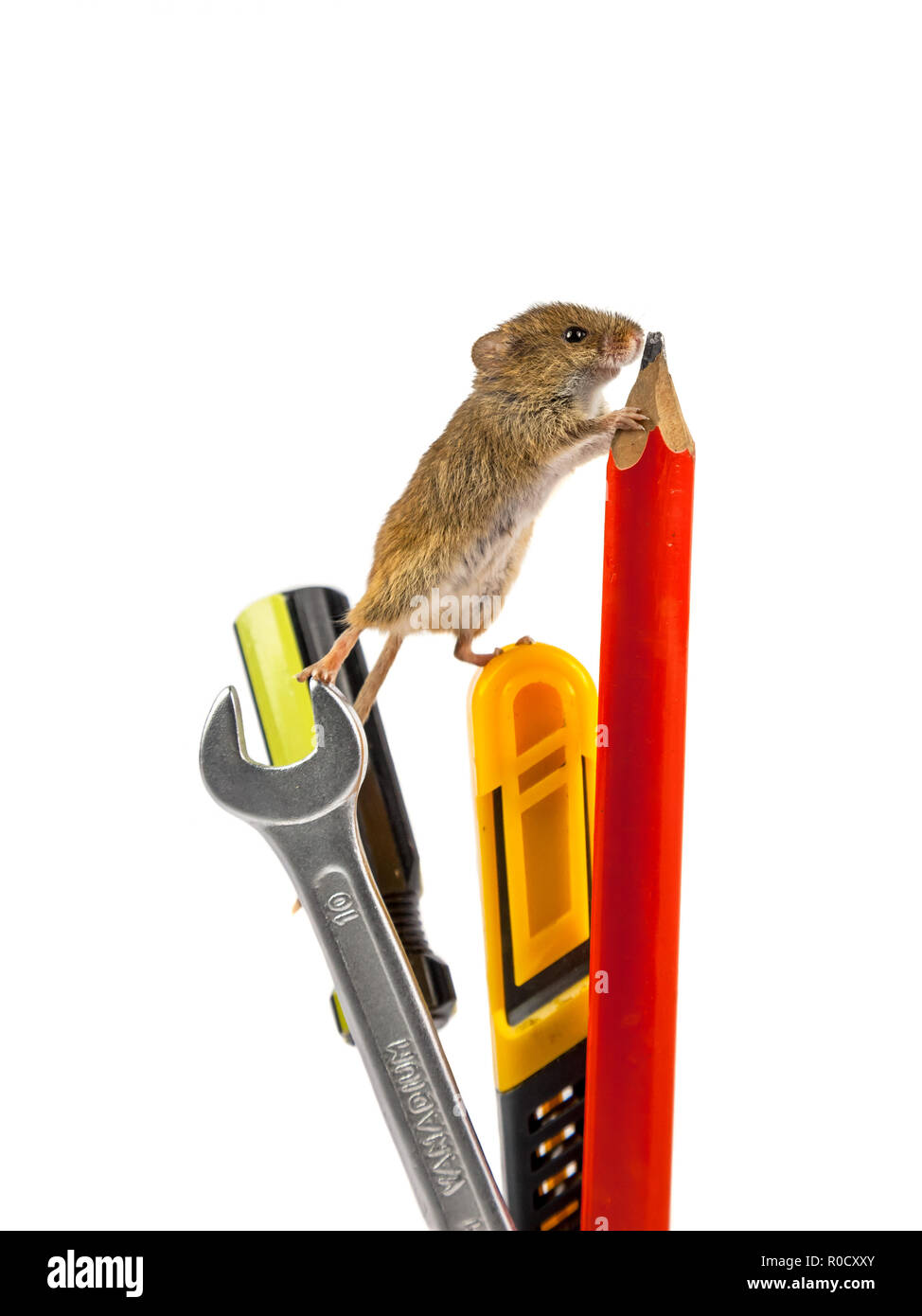 Harvest Mouse (Micromys minutus) salendo su strumenti di riparazione, studio shot Foto Stock