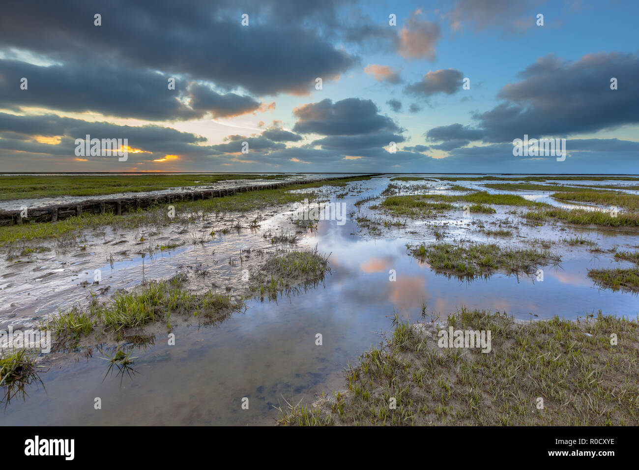Bonificare la terra sulla costa di Groningen in un sale di marea palude Waddensea, Paesi Bassi Foto Stock
